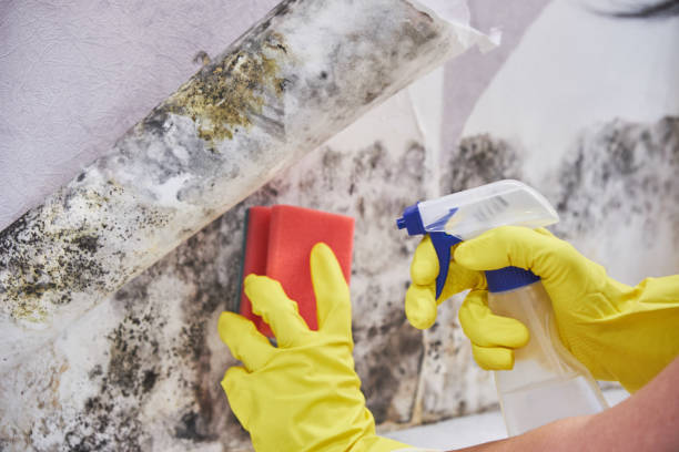 Best Black Mold Removal  in Sturgis, MI